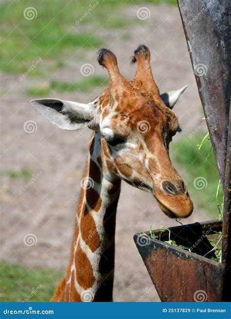 Giraffe Feeding From A Tree Stock Image | CartoonDealer.com #75065623