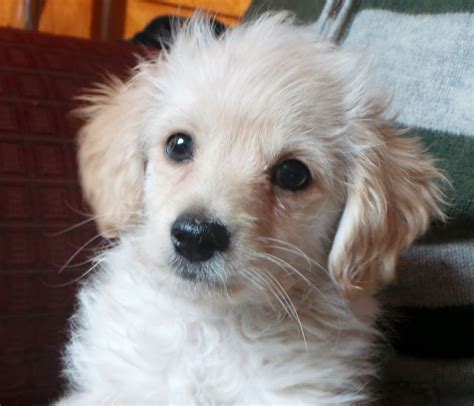 Chihuahua Teacup Poodle Mix - Pets Lovers