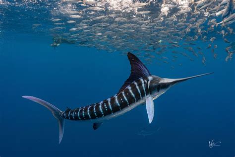 Marlin Hunting by Niji / 500px | Ocean creatures, Ocean animals, Ocean ...