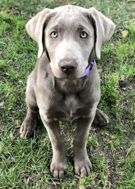 Silver Labrador Retriever, Silver Lab Puppy, female ~ "Misty" | Hunde ...