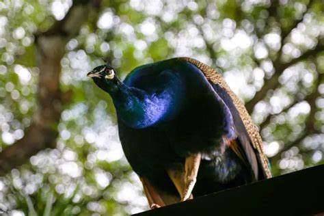 African Congo Peafowl | Complete Breed Guide & Interesting Facts