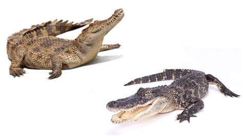 What's the Difference Between an Alligator and a Crocodile? | HowStuffWorks