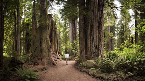 Best hikes in Redwood National Park: from tall trees to rugged ...