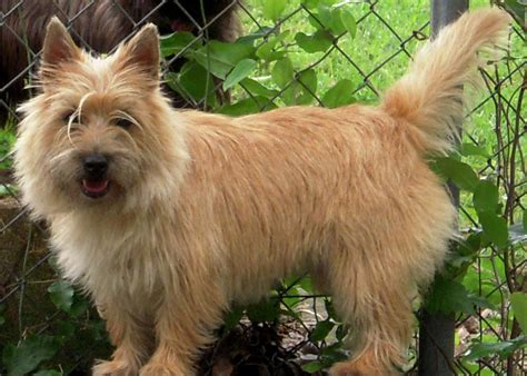 Cairn Terrier - Puppies, Rescue, Pictures, Information, Temperament ...