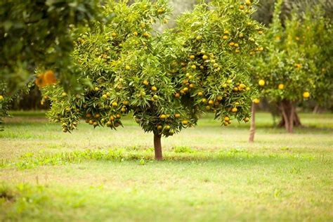 Pruning lemon trees: when and how to trim your citrus tree | Lemon tree ...