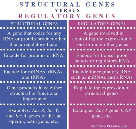 Difference Between Structural and Regulatory Genes - Pediaa.Com