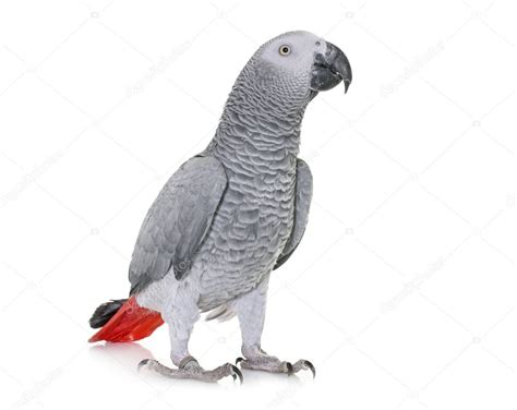 African grey parrot Stock Photo by ©cynoclub 128198392