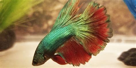 What is the Betta Fish Vertical Death Hang? – Good Caring Tips