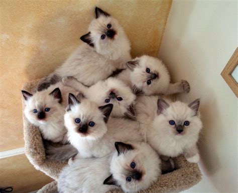 Ohemgee Litter of Kittens. Photo Credit Courtney Ross Of Ohemgee ...