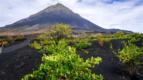 vines-cha-das-caldeiras-fogo - CapeVerdeIslands.org