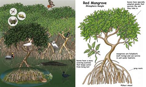 [DIAGRAM] Contoh Diagram Alir Mangrove - MYDIAGRAM.ONLINE