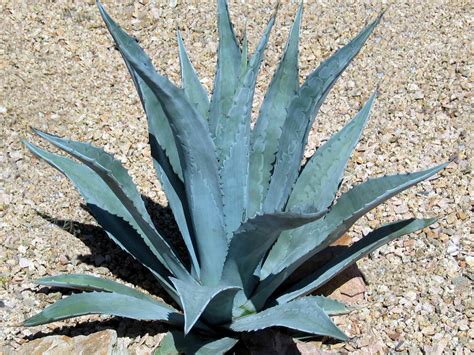 Agave americana (Century Plant, American Aloe) | World of Succulents