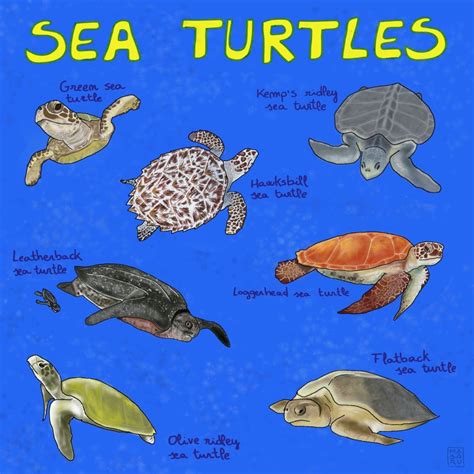 Meet the 7 living species of sea turtles – Mongabay Kids