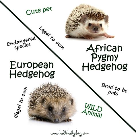 Differences Between African Pygmy Hedgehogs and European Hedgehogs