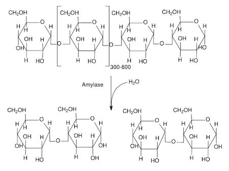 Salivary Amylase Definition, Structure & Function - Video & Lesson ...