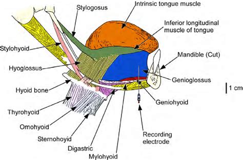 Extrinsic Muscles Of Tongue