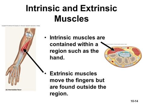 Extrinsic Muscles Related Keywords Extrinsic Muscles Long Tail Keywords ...