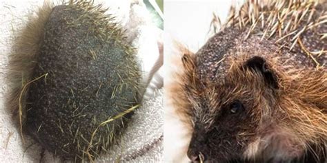 Hedgehog Was So Stressed, He Lost All His Spines - The Dodo