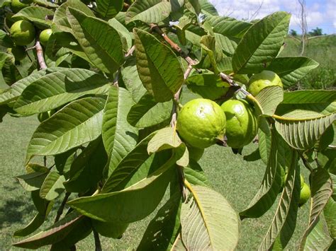 Guava Fruit Tree Seeds Guava Psidium Guajava | Etsy