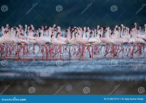 Beautiful Lesser Flamingos, Lake Bogoria Stock Image - Image of bird ...