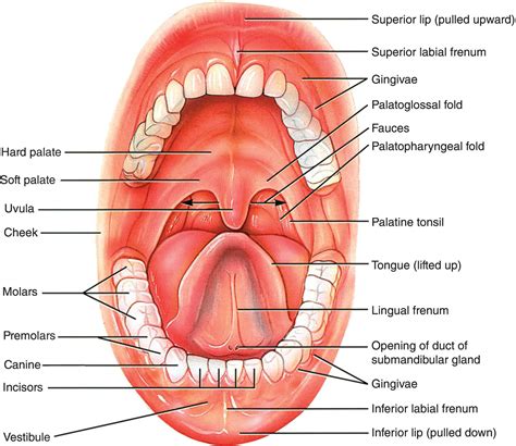 Oral Mucosa Anatomy - Anatomy Book