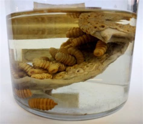 Specimen of the Week 284: Horse Bot Fly Larvae | UCL UCL Culture Blog