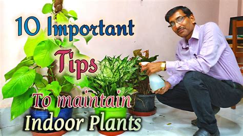 10 BEST TIPS To Maintain INDOOR PLANTS or HOUSE PLANTS. - Gardening ...