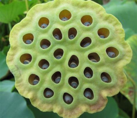 Trypophobia Causes Cure