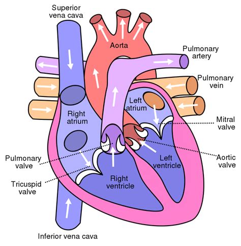 The Circulatory System: Its 4 Main Parts and How They Work - Owlcation