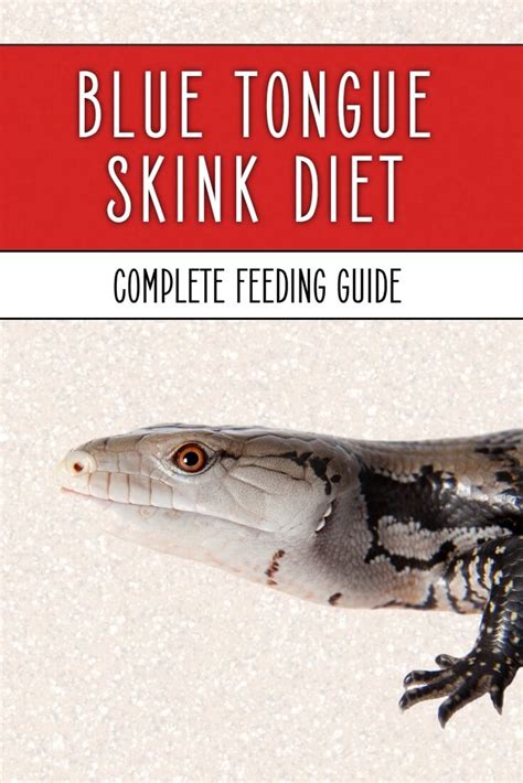 Blue Tongue Skink Diet | Keeping Exotic Pets