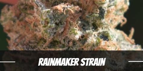 Rainmaker Strain Information and Review