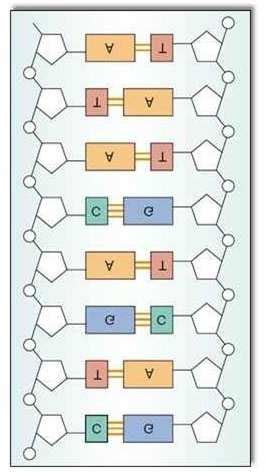 The complementary base pairing structure of the DNA | Download ...