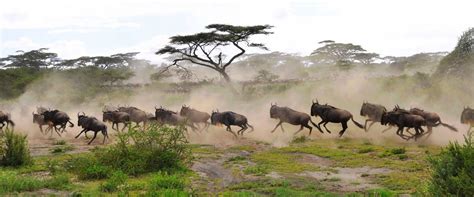 4 Days Tanzania Wildlife Safari | Tanzania Safari Tours