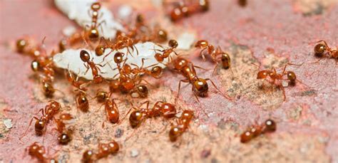 Carpenter Ants vs Fire Ants - Things You Should Know