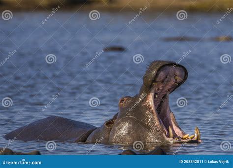 Hippo Teeth Stock Photo | CartoonDealer.com #59545614