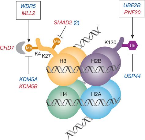 H3K4 and H3K27 methylation pathways. Nucleosome with histone octamer ...