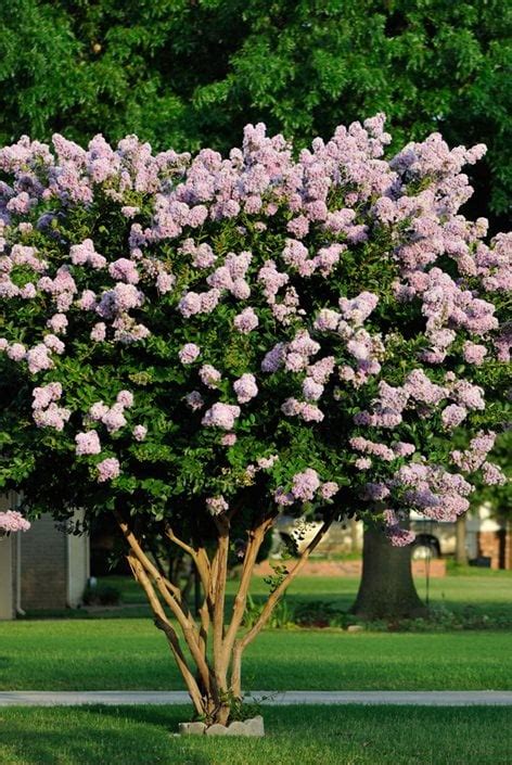 Crape Myrtle Trees & Bushes - Growing and Care | Garden Design