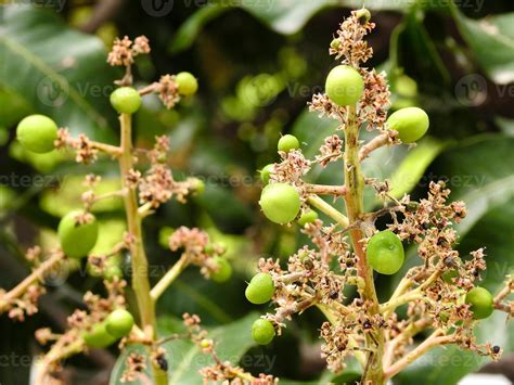 A close up shot of mango tree fruit sprouts and flowers. Mangifera ...