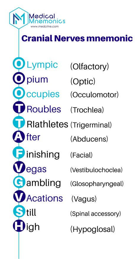 Cranial Nerves Mnemonic Anatomy