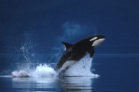 NOBILANGELO: PHOTO - KILLER WHALE BREACHING