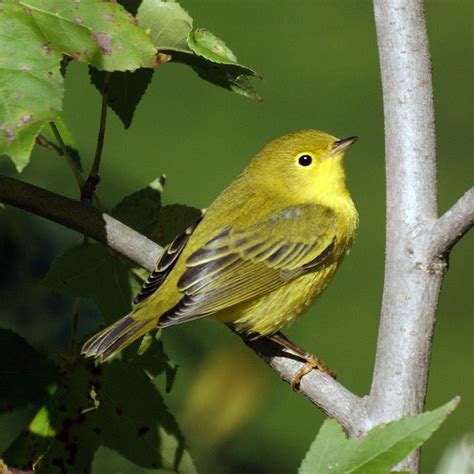 Yellow Warbler - eBirdr