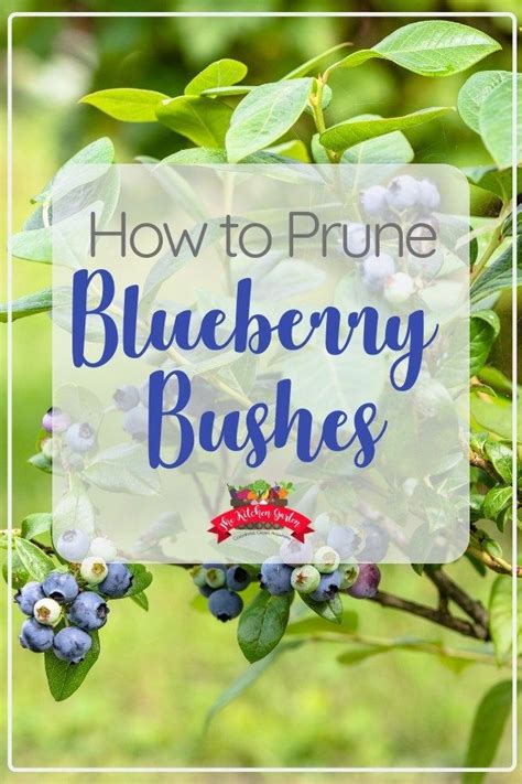 How to Prune Blueberry Bushes | Blueberry bushes, Fruit trees backyard ...