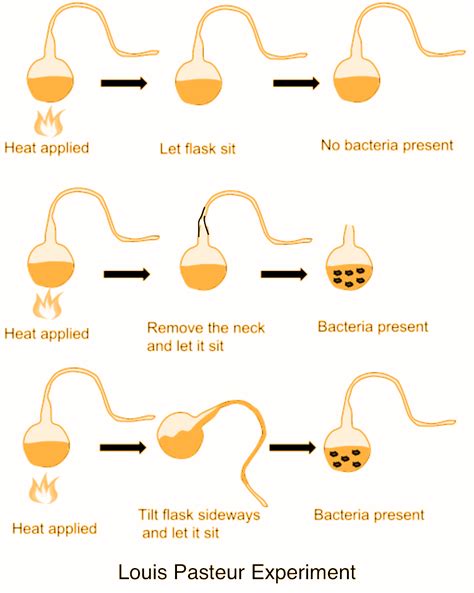 Pasteur’s experiments and similar ones that followed, convinced most ...