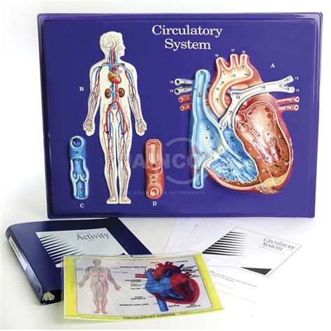 Circulatory System Model India, Circulatory System Model Manufacturer ...