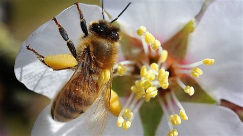 Huge honey bee losses across Canada dash hopes of upturn - Canada - CBC ...