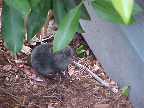 Voles | Internet Center for Wildlife Damage Management