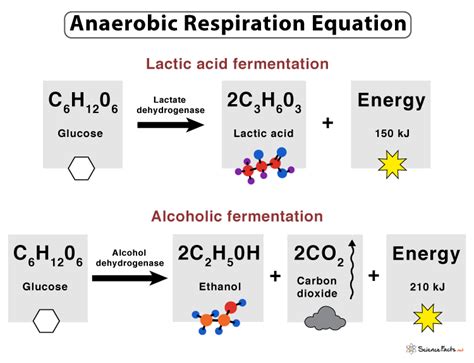 Anaerobic Respiration: Definition, Equation, Steps, & Examples