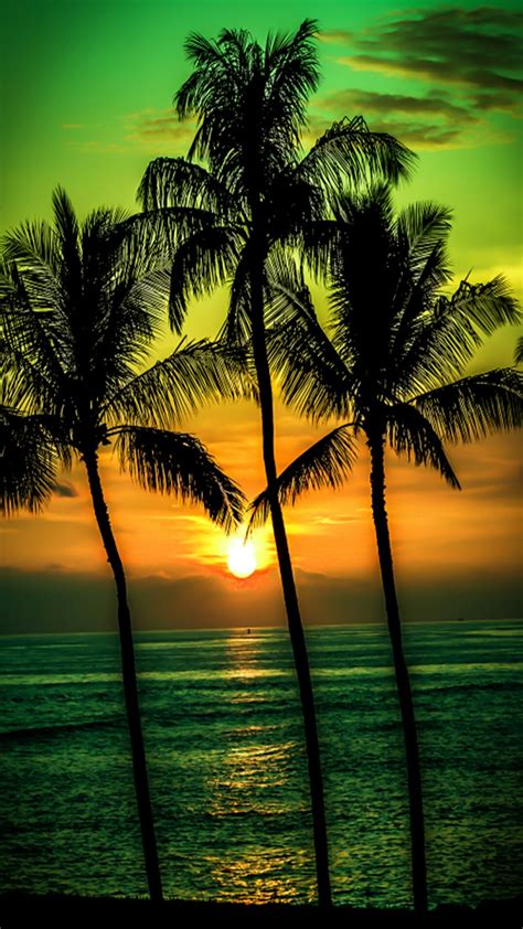 Beach Palm Tree Sunset Wallpaper | PixLith