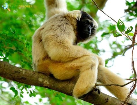 Pileated Gibbon Characteristics | Hylobates Pileatus Facts