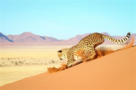 Desert Animals of Namibia - Namibia Safaris